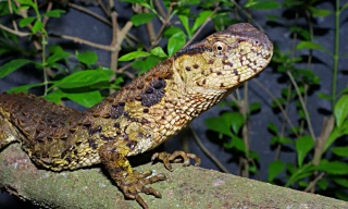 Hồi sinh loài thằn lằn cá sấu cực kỳ quý hiếm tại Việt Nam