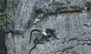 Cảnh báo nóng, tận diệt cây Muội hồng có thể đẩy Voọc mông trắng tuyệt chủng