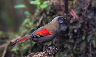 Việt Nam có thêm một vườn quốc gia