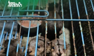 Cứu hộ thành công 13 cá thể rái cá bị tàng trữ trái phép