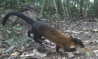 Phát hiện nhiều động vật cực kỳ quý hiếm trong rừng Ninh Bình 