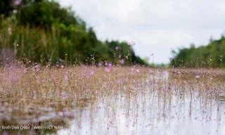 Loài hoa độc đáo bất ngờ nở rộ sau bảy năm vắng bóng 