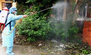 Nguy cơ dịch Chikungunya xâm nhập, chuyên gia chỉ cách phòng chống