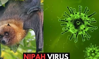 Bộ Y tế khẩn cấp yêu cầu tăng cường giám sát virus Nipah tại cửa khẩu