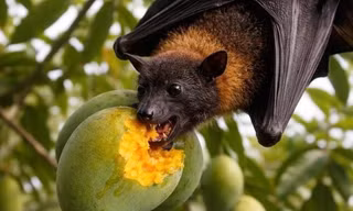 Bộ Y tế ra cảnh báo phòng nguy cơ virus Nipah lây qua thực phẩm