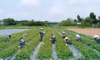 Từ bảo tồn nguồn gen đến bài toán thị trường của dược liệu Việt