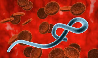 Nguy cơ bệnh Ebola xâm nhập Việt Nam qua đường du lịch quốc tế