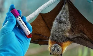 Bộ Y tế hỏa tốc yêu cầu siết chặt phòng, chống dịch virus Nipah
