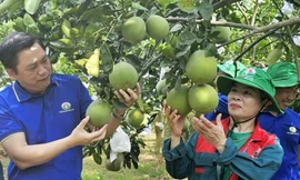 Điều gì khiến lãnh đạo Phú Thọ bổ sung nông nghiệp tuần hoàn vào chương trình hành động nhiệm kỳ?