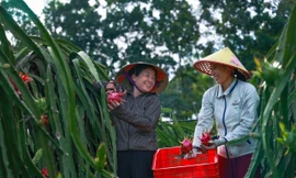 Thanh long ruột đỏ giúp nông dân Phú Thọ bứt lên thoát nghèo