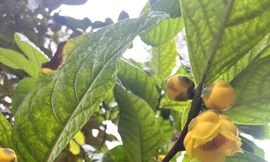 Cây dược liệu mở lối thoát nghèo cho đồng bào dân tộc thiểu số ở Phú Thọ