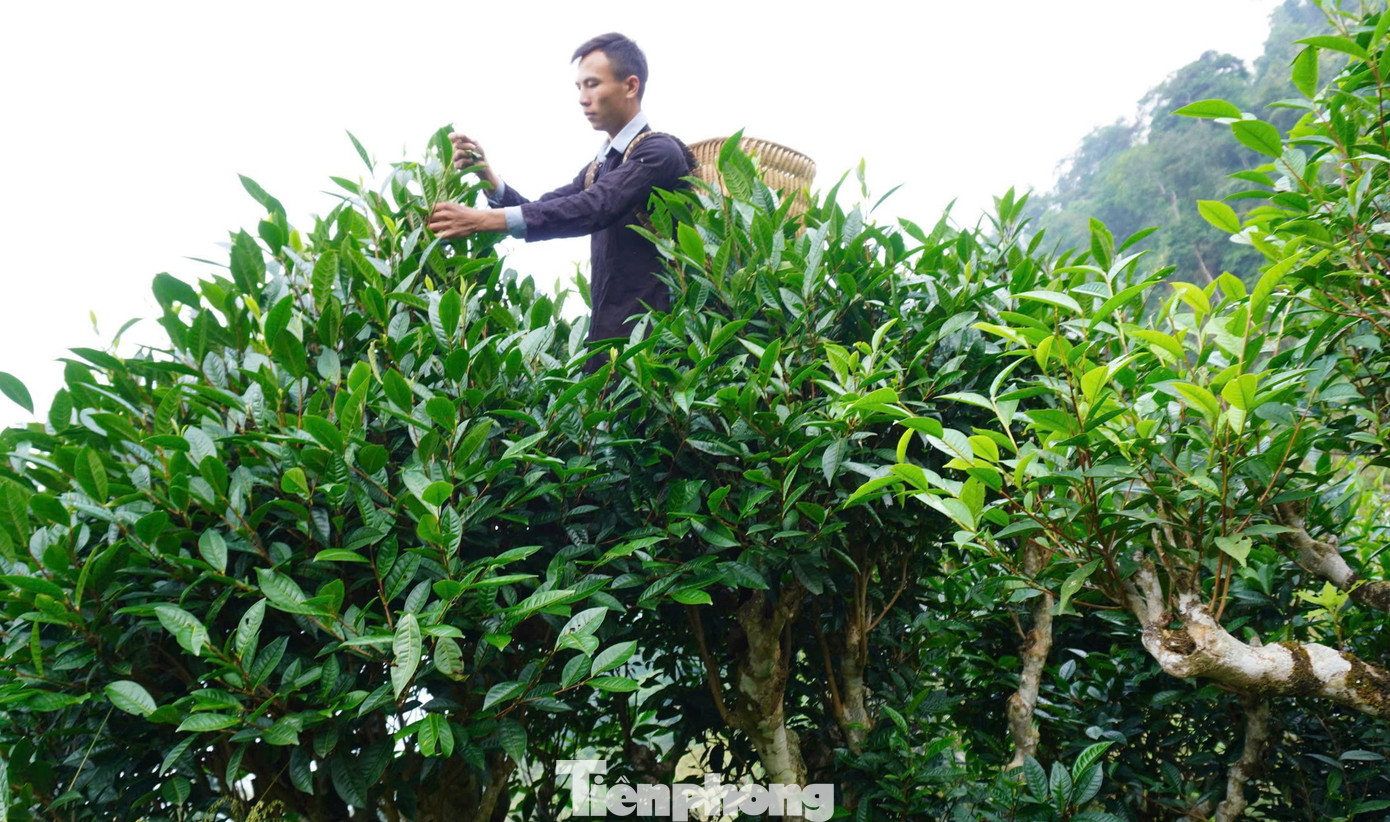 Anh Minh thu hái chè Shan Tuyết. Ảnh: NVCC