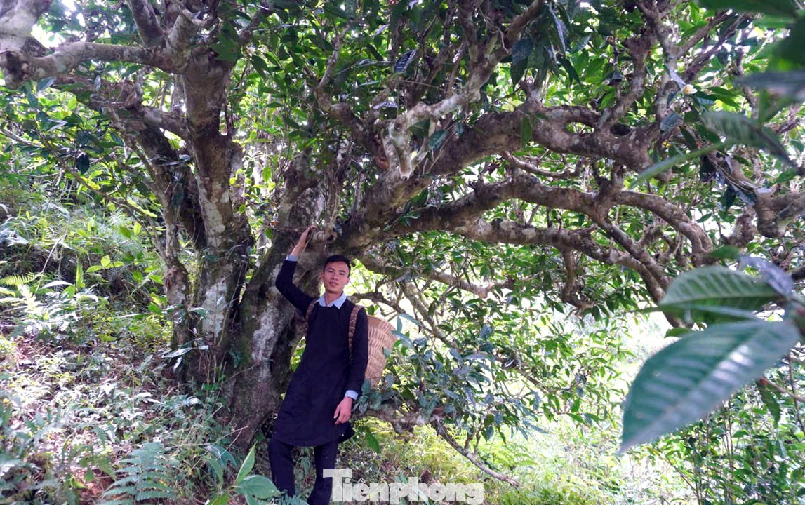 Anh Minh bên cây chè Shan Tuyết cổ thụ. Ảnh: NVCC