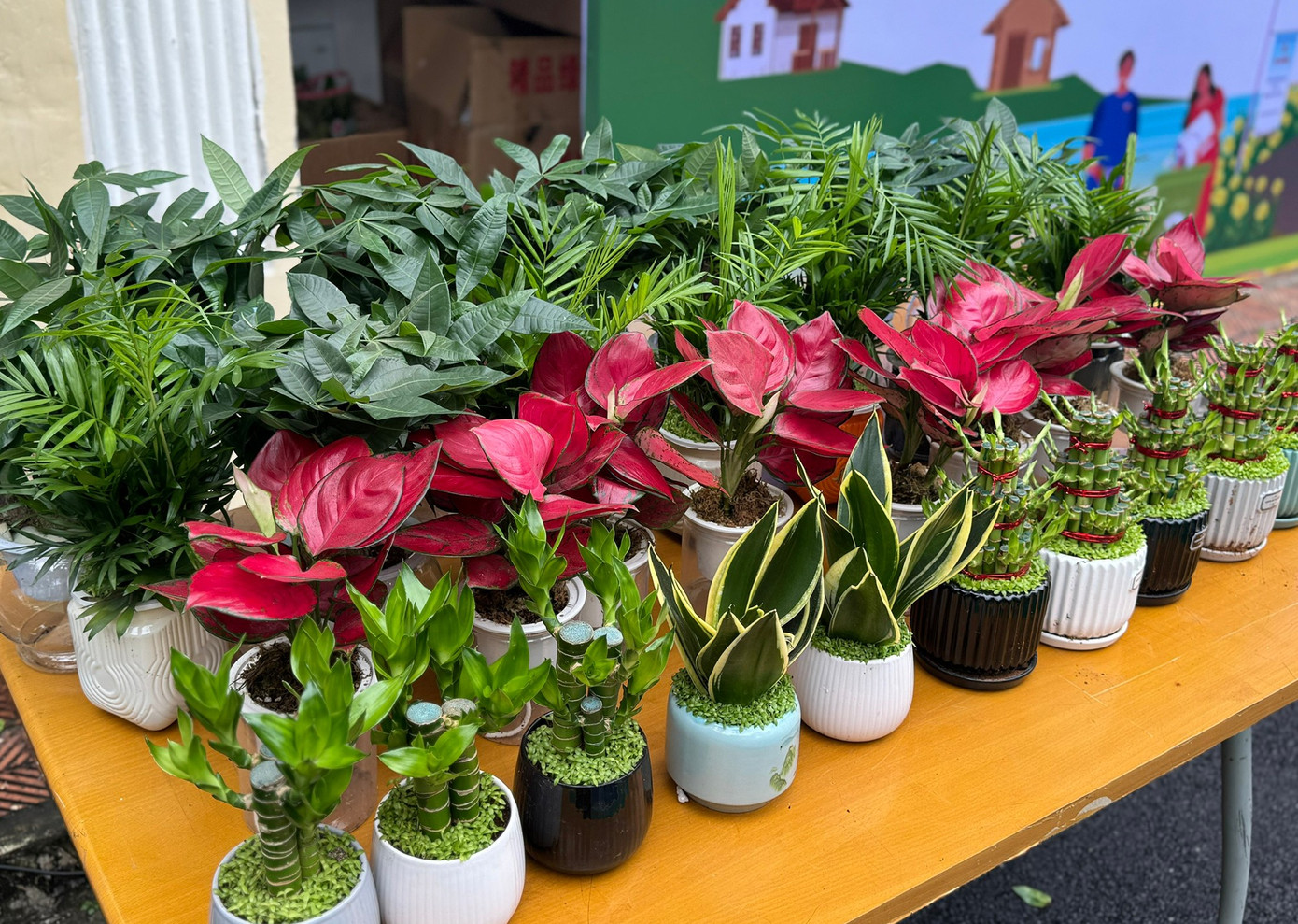 Những chậu cây cảnh góp phần mang đến không gian xanh, bài trí bàn làm việc. tienphong-chunhatxanh3.jpg