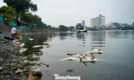 Cá chết bất thường, nổi trắng ven hồ Trúc Bạch