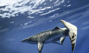 Thủy quái dài 9 mét xuất hiện giữa mỏ phốt phát