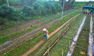 Nông dân Nhật Tân chạy đua trồng hoa Tết sau bão