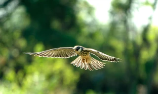 Loài chim được mệnh danh là ‘nhà du hành vĩ đại của bầu trời’ ghé thăm Hà Nội