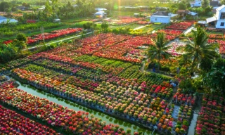 Cánh đồng hoa giấy gây choáng ngợp như phim trường