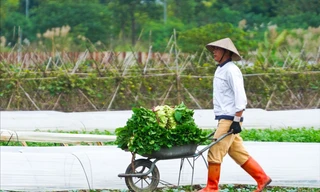 Giá rau tăng kỷ lục, nông dân ngoại thành Hà Nội vào 'mùa vàng' bội thu