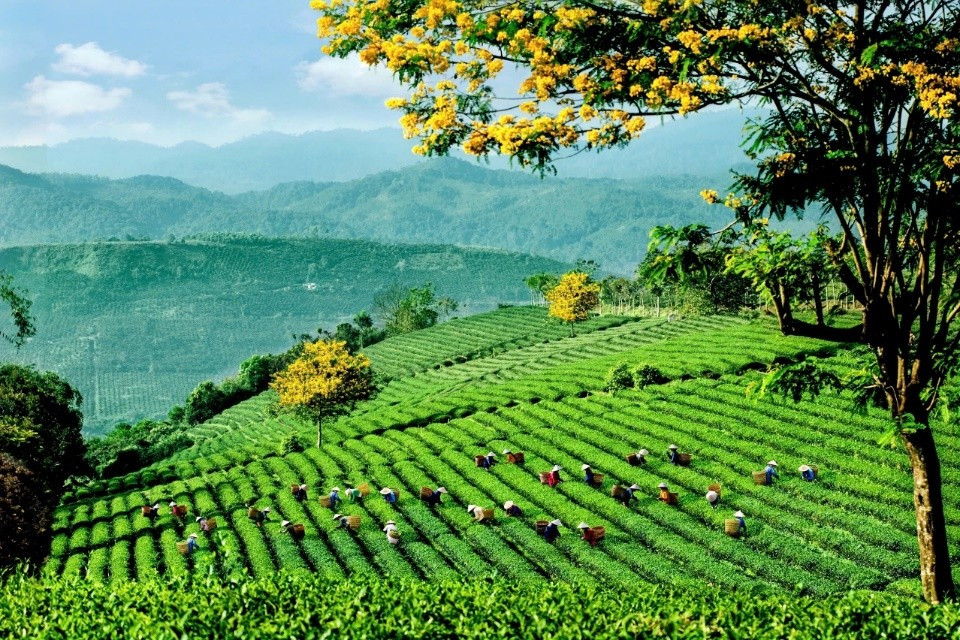 Lễ hội Trà quốc tế 2025 lần đầu tiên được tổ chức tại Việt Nam