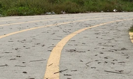 Ngày thứ 2 liên tiếp, giun đất bủa vây đường chạy bộ khiến người dân 'nổi da gà'