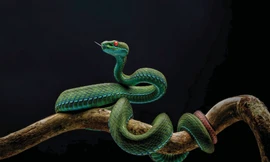 Rắn lục mắt hồng ngọc và những ảnh thiên nhiên hoang dã đẹp mê hồn