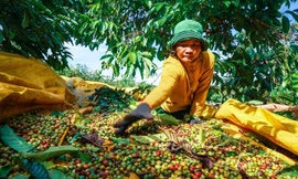 Biến Lâm Đồng thành thủ phủ cà phê toàn cầu
