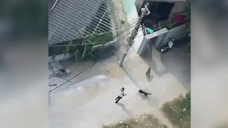 Hình ảnh ghi lại cảnh Thảo thả chó Pitbull cắn hàng xóm. Hình ảnh ghi lại cảnh Thảo thả chó Pitbull cắn hàng xóm.