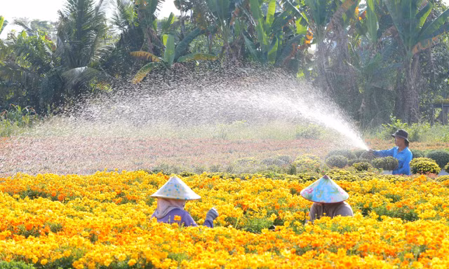 Làng hoa Sa Đéc rực rỡ chuẩn bị Festival Hoa – Kiểng