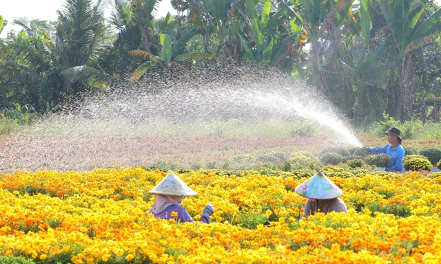 Làng hoa Sa Đéc rực rỡ chuẩn bị Festival Hoa – Kiểng