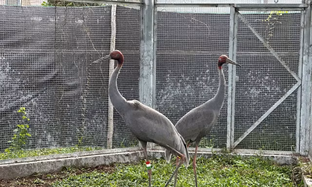 Đón 6 sếu đầu đỏ từ Thái Lan: Đề xuất đưa xe chuyên dụng vào tận ga hàng hóa sân bay