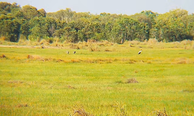 Đàn sếu đầu đỏ trở lại Khu bảo tồn Phú Mỹ