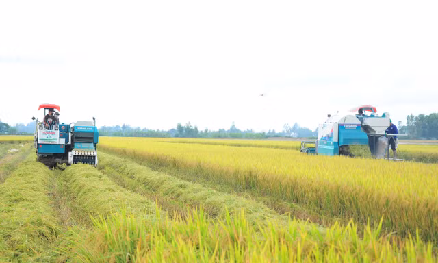 'Bài học xương máu' nhìn từ vụ kiện gạo Việt Nam ngon nhất thế giới 