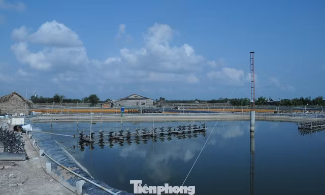 Khơi thông thủ tục chứng nhận cho tôm nguyên liệu xuất khẩu