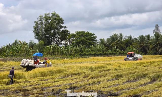 'Giải cứu' lúa: Gọi 20 doanh nghiệp may ra có 10 nơi nghe máy 