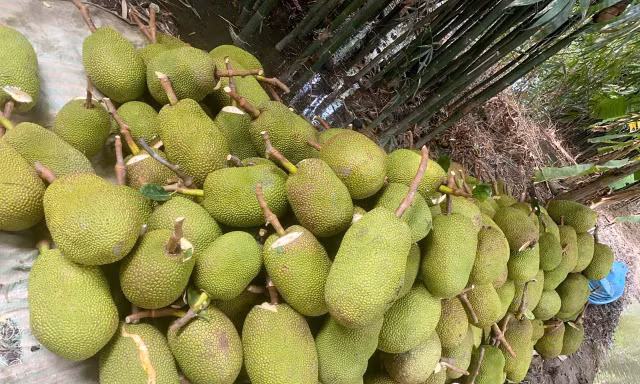 Trở tay không kịp vì giá mít 'lên đỉnh, xuống đáy'
