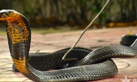 Rắn hổ mang chúa nặng 7 kg bất ngờ xuất hiện trong khu dân cư