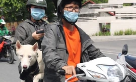 Chủ nuôi chó, mèo ở TPHCM phải khai báo với UBND xã, phường, đặc khu
