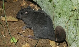 Loài chuột 'tuyệt chủng 11 triệu năm' bất ngờ xuất hiện ở Phong Nha - Kẻ Bàng