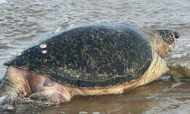 CLIP: Cụ rùa 50 tuổi lụy vào bờ Mũi Né, ngư dân làm lễ an táng trang trọng