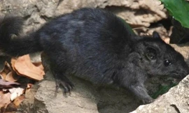 Điều chưa biết về loài chuột 'tuyệt chủng 11 triệu năm' vừa xuất hiện tại Phong Nha - Kẻ Bàng