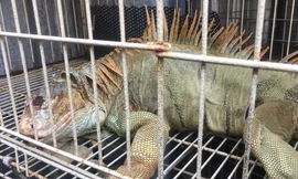 Phát hiện 75 con rồng Nam Mỹ ở TPHCM