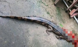 Vụ cá sấu sổng chuồng cắn thầy giáo ở Tây Ninh: Lời khai bất ngờ từ người nuôi