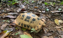 Rùa núi vàng quý hiếm được phát hiện tại Côn Đảo
