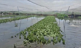 Chỉ sau một cơn mưa, vườn rau của nông dân TPHCM tan hoang như chưa từng tồn tại