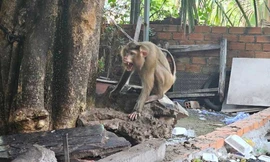 Khỉ hoang xuất hiện ở khu dân cư, tấn công người phụ nữ tại quán ăn