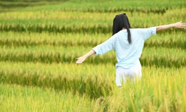 Giới trẻ rủ nhau đi săn mùa vàng Y Tý: 'Biển lúa' vàng rực, ăn cơm cùng đồng bào, sống chậm giữa mây trời