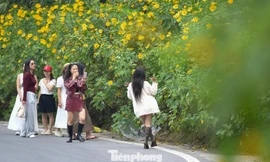 Ba Vì sau ngày ‘vỡ trận’ check-in, hoa dã quỳ có còn rực rỡ? 