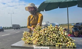 Loại củ được ví như 'lộc trời' mỗi năm chỉ một lần có gì đặc biệt? 
